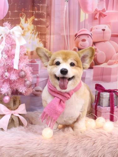 20241221ナナちゃん